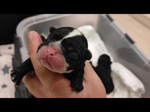 Видео: День рождения щенков)))