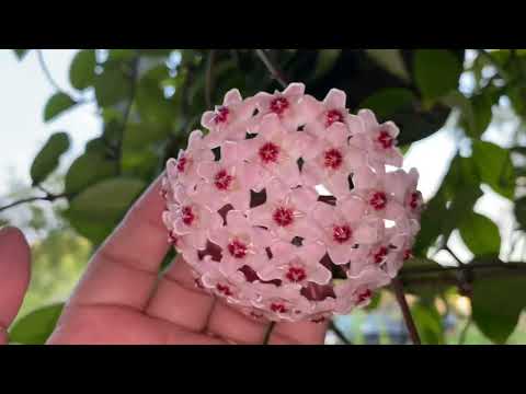 Видео: Обновление Ube (Purple Yum) и других растений
