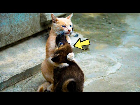 Видео: Кот заметил одинокого щенка в картонной коробке. Вы не поверите, что это сделало со щенком.