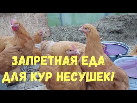 Видео: ЧЕМ НЕЛЬЗЯ КОРМИТЬ КУР