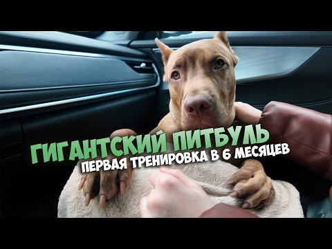 Видео: Баклушкин день! ПЕРВАЯ ТРЕНИРОВКА нашего ПИТБУЛЯ в 6 месяцев