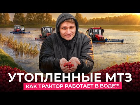 Видео: Как собирают клюкву в Беларуси: трактора МТЗ по колено в воде?
