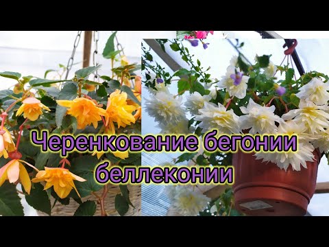 Видео: Черенкование бегонии беллеконии.