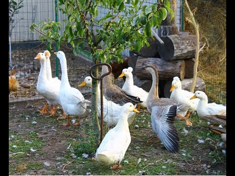 Видео: Разведение гусей в домашних условиях