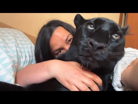 Видео: Почему пантера Луна шипит 🤔 День с Викой 😁