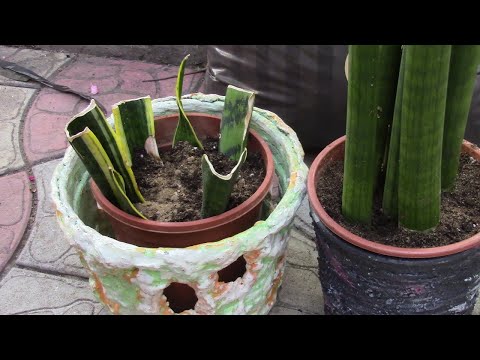 Видео: САНСЕВИЕРИИ НАКОНЕЦ   ТО ОБРАДОВАЛИ