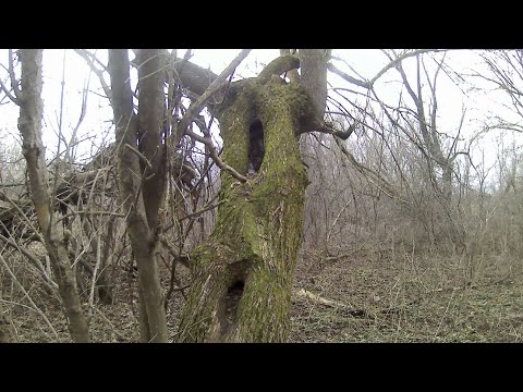 Видео: охота капканами на лису и куницу, очередная проверка сезон 23-2024.