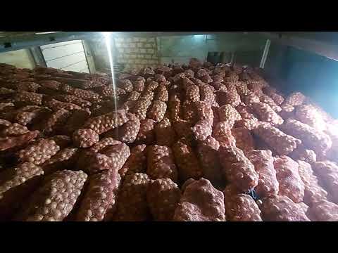 Видео: Один из вариантов хранения лука в навале. One of the options for storing onions in bulk.