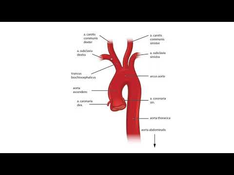 Видео: Аорта – Aorta (06:25) ┃teoriyata.com