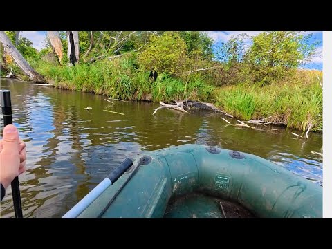 Видео: РЫБАЛКА ! ЛОВЛЯ ТРОФЕЙНЫХ АМУРОВ И КАРПОВ ! ПОЛЕВАЯ КАША ! ЖАРЕНЫЙ КАРАСЬ ! КАК ЛОВИТЬ В КОРЯГАХ !