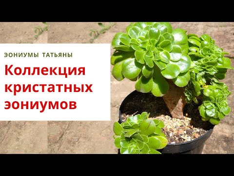 Видео: 10. Кристатные эониумы. Обзор сортов