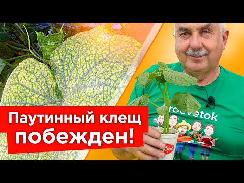 Видео: ОТ ПАУТИННОГО КЛЕЩА НА ОГУРЦАХ ПОМОГАЕТ МГНОВЕННО! Самые действенные средства от паутинного клеща