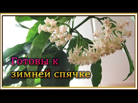 Видео: Новости с подоконника НОЯБРЬ 2024