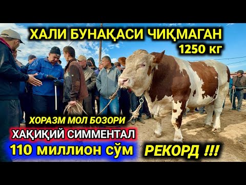 Видео: ГИГАНТ БУҚА 1250 КГ ХОРАЗМ МОЛ БОЗОРИ 13-октября 2024 г.