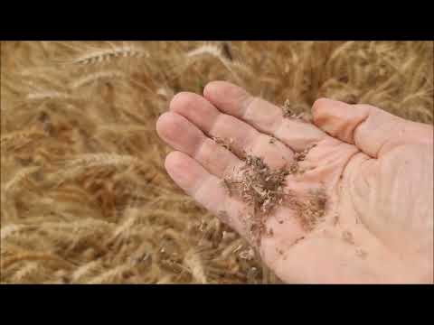 Видео: Что может фацелия, как предшественник. Июнь 2023