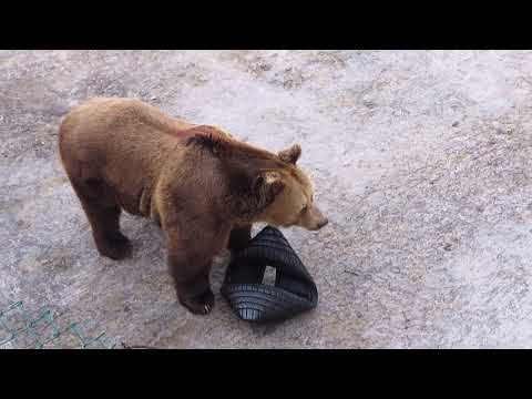 Видео: Мечокът Тони в Софийския зоопарк