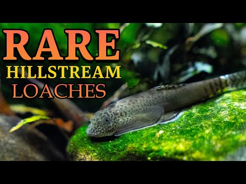 Видео: РЕДКИЙ тур по резервуару Hillstream Loach и распаковка (4K)