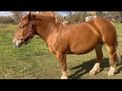 Видео: Кобили на Продажу 🔥🐴😍❤️