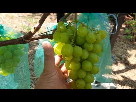 Видео: Краткая экскурсия по моему винограднику
