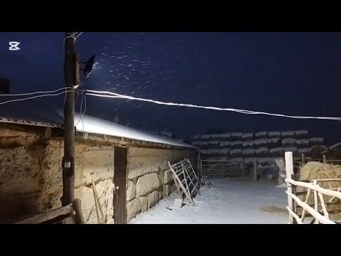 Видео: Ауыл тынысының таңертеңгілік күйбің тіршілігі.Сиырлар,жылқылар,бордақы бұқалар.