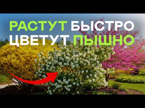 Видео: Кустарники И Деревья Для Малоуходного Сада. Соседка Обзавидуется!