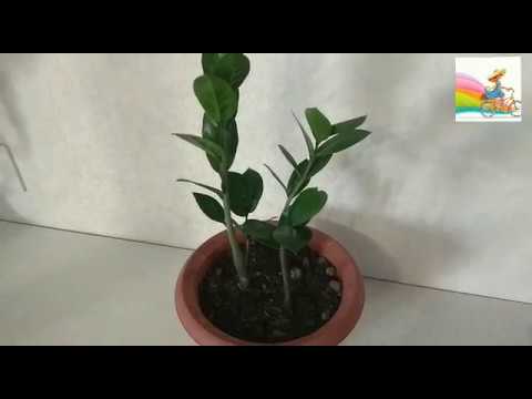 Видео: Почему Не Растет Замиокулькас? Несколько Причин