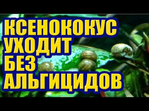 Видео: Ксенококус уходит без Альгицидов и Химии, Улитки его доедают. Удобрения и Водоросли в Аквариуме