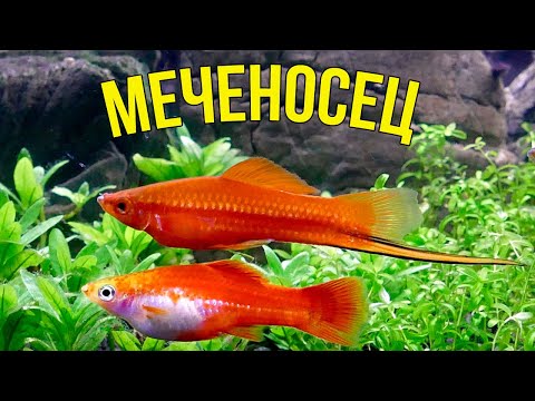 Видео: Все о МЕЧЕНОСЦАХ за 5 минут: Уход и Разведение