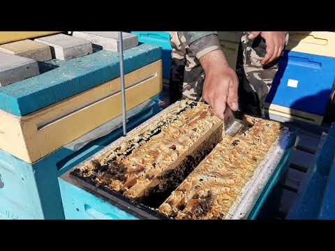 Видео: Как отработали Кормушки Пеноулик.Плюсы и Минусы!!!