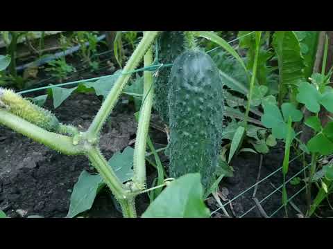 Видео: Обзор огурца Страж первый сбор