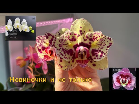 Видео: Новиночки и цветения 🦋🦋🦋