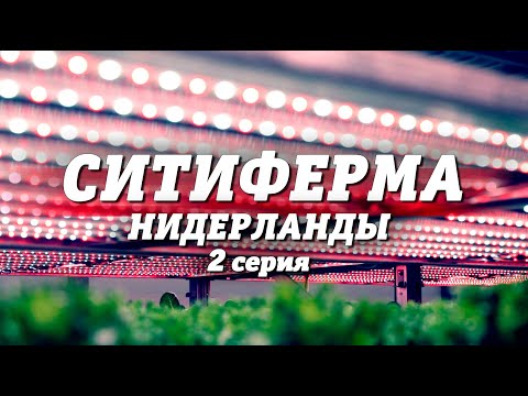Видео: СИТИФЕРМА | Нидерланды | 2 серия #212