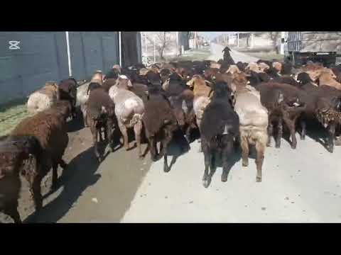 Видео: Бордақы семіз ҚОШҚАР ТОҚТЫЛАР 1 жасар.  87774325311.