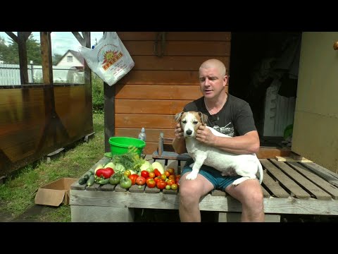 Видео: Утки воруют крыжовник. Чеснок убран. Зоопарк на даче.