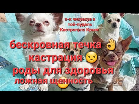 Видео: #Течка бескровная течка  #кастрация #ложнаященность  #интересно , питомник #чихуахуа Кастропуло#крым