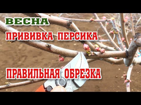 Видео: СЕКРЕТЫ ПРИВИВКИ ПЕРСИКА !!!