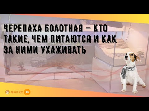 Видео: Черепаха болотная — кто такие, чем питаются и как за ними ухаживать