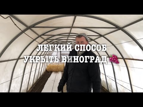 Видео: Виноград в теплице. Укрываем на зиму