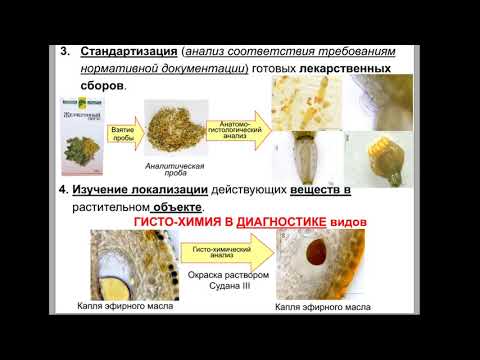 Видео: Цитология Лекция 01 Ознакомительная