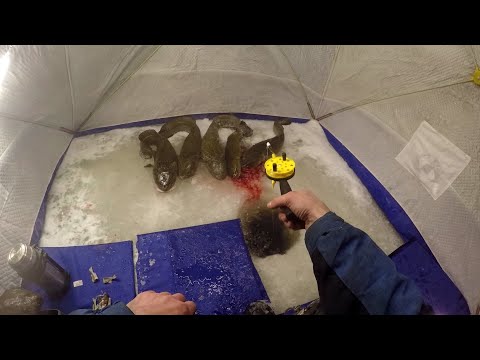 Видео: Ловлю Налима на стук, на течение.