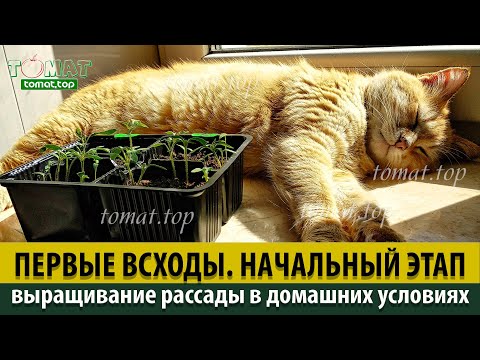 Видео: Выращивание рассады томатов в домашних условиях. Начальный этап. Первые всходы томатов