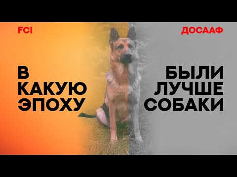 Видео: В какую эпоху были лучше собаки? Размышления... In what era were the best dogs? Reflections...