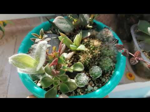 Видео: Мои комнатные цветы.Обзор всех моих суккулентных садиков.Сентябрь 2020.