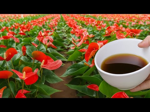 Видео: 1 стакан в неделю! Внезапно антуриум цветёт на 600% чаще!
