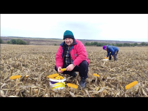 Видео: Збираємо Кукурудзу на полі з родиною. Комбайн трохи залишив