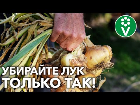 Видео: ЛУКОВИЦЫ БУДУТ КРУПНЫЕ И ХОРОШО СОХРАНЯТСЯ! Все секреты правильной уборки репчатого лука!