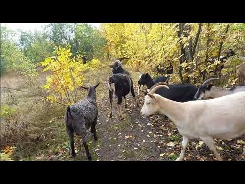 Видео: Для начинающих козоводов.