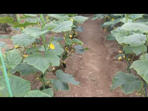 Видео: #бодринг пишди#палник#теплица