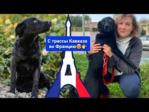 Видео: Ночку бросили УМИРАТЬ на трассе, но теперь она ЖИВЁТ во Франции!