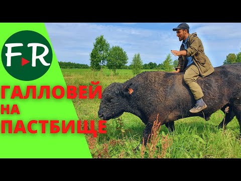 Видео: Плюсы галловейской породы мясного скота. Галловей на пастбище. Семейная ферма Смоленский Галловей.